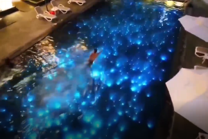 光纤泳池灯